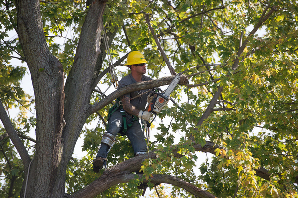 DTE Energy To Trim Trees In City Of Howell