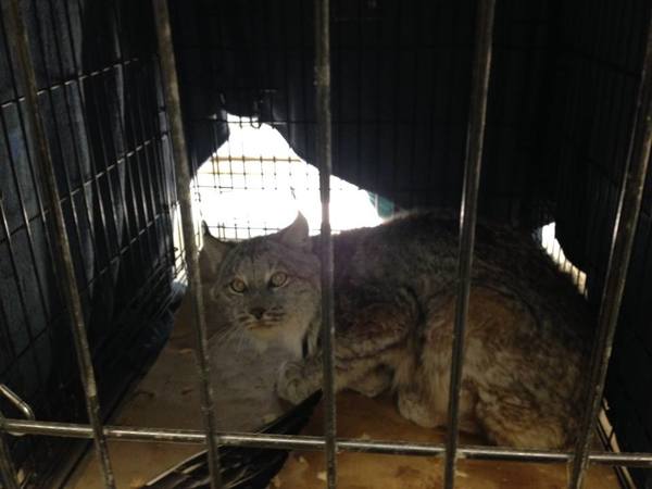 Howell Nature Center Hosting Live-Trapped Lynx