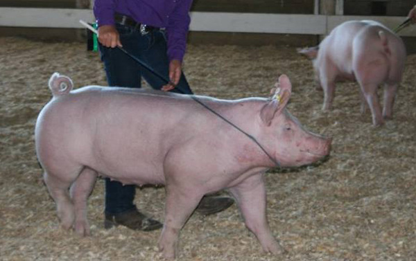 Pigs At Fowlerville Fair Test Positive For Swine Flu
