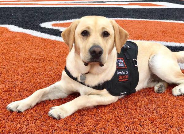 BAS Adds Third Therapy Dog, With Plans For Two More