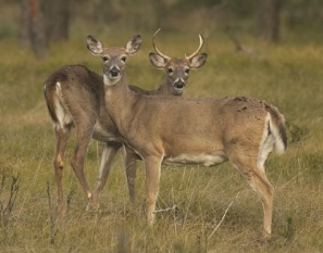 Deer Herd Management Completed At Area Metroparks