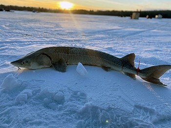 DNR: Angling Opportunities Created by Successful Fish Stocking Season