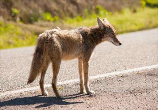 Coyote Reported In Hamburg Township