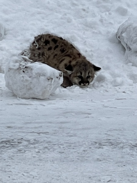 Cougar Cubs Spotted in U.P. For First Time in Over a Century