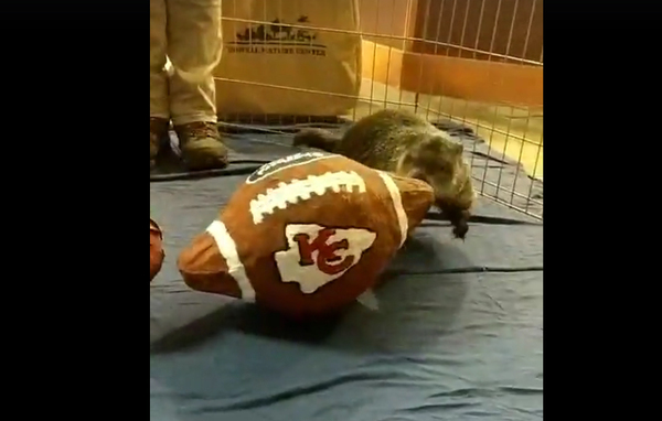 Woody Makes Super Bowl Pick Ahead Of Groundhog Day Ceremony