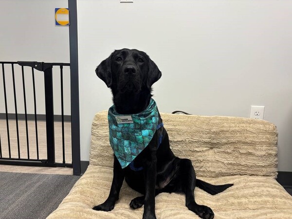 Ember Joins LACASA as New Canine Advocate