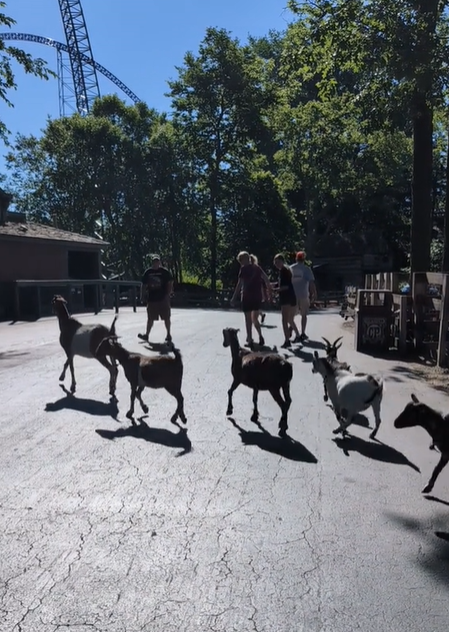 Video Shows Goats On The Loose At Cedar Point
