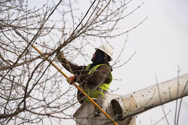 Tree Trimming Planned Throughout Genoa Township