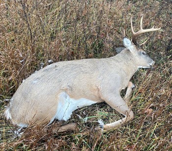 Otsego Co. Man Arraigned; DNR Seeks Additional Deer Poaching Charges