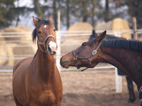 Horseback Riding Scam Uncovered