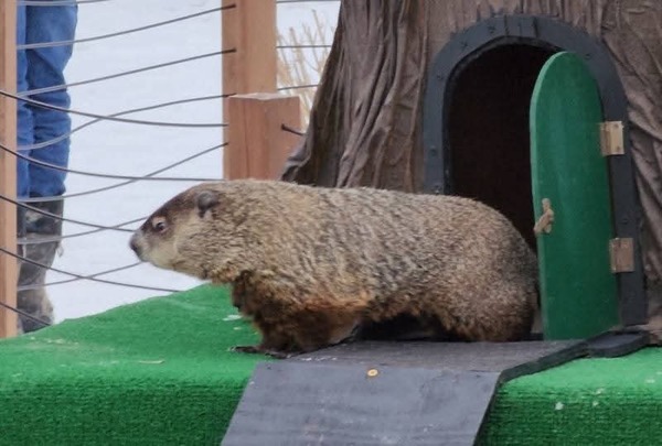 No Shadow for Woody The Woodchuck, Predicts Early Spring