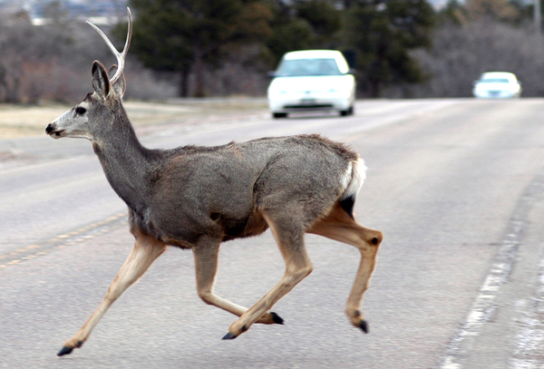 AAA Michigan: "Don't Veer For Deer"