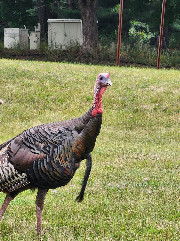 Submit Wild Turkey Brood Sightings To MDNR