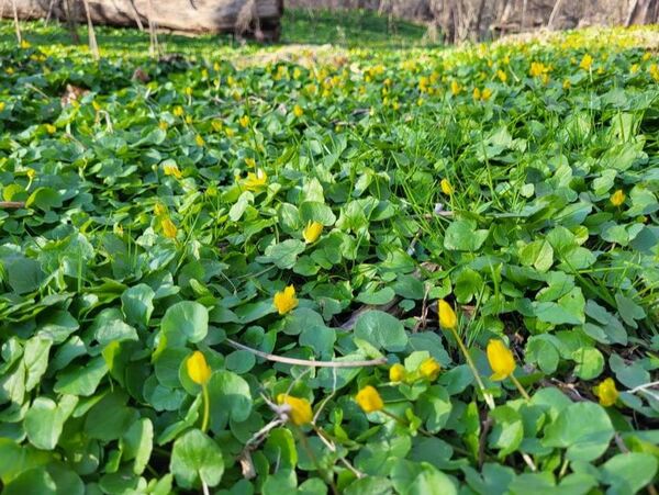 New Plant Added To Michigan's Invasive Species Watch List