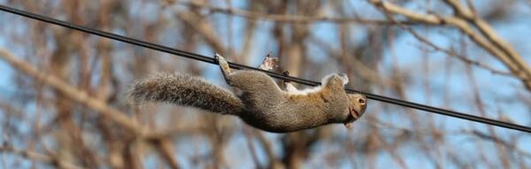 Consumers Energy Celebrating National Squirrel Day