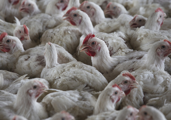 Ottawa Co. Poultry Facility Quarantined After Birds Test Positive for Avian Flu