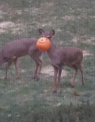 DNR: Halloween Safety With Wildlife & Outdoor Decorations