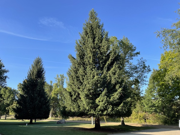 Eagle Spruce Becomes State Of Michigan's 38th Christmas Tree