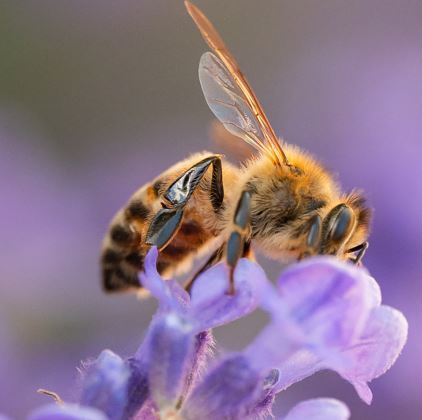 “Honey Bees: Nature’s Little Miracle Workers” Program At BDL