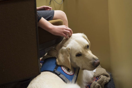 Victim Advocates Unsure of New Law Expanding Use of Therapy Dogs in MI Courts