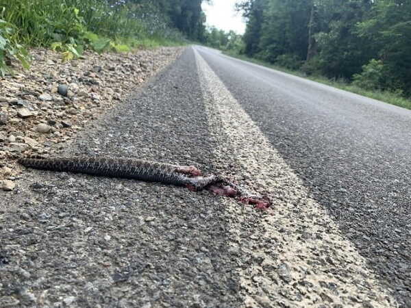 MDOT Scores Federal Grant for Wildlife Crossing Analysis