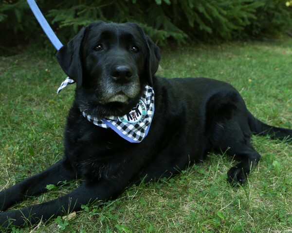 LACASA Honors Beloved Canine Advocate With Memorial Service