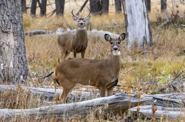 Firearm Deer Season Begins Friday