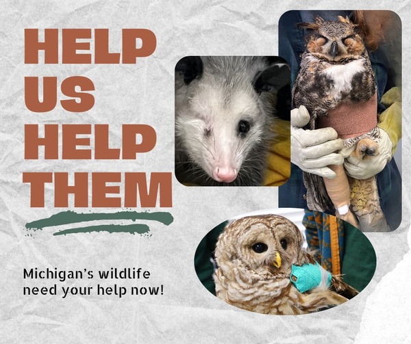 Howell Nature Center Needs $50,000 in Donations for Injured Wildlife Program