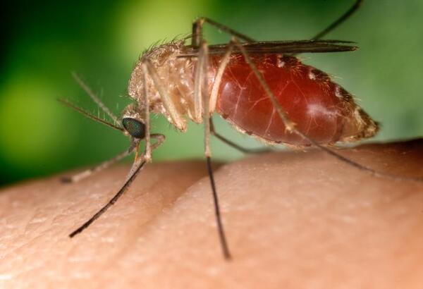 First Mosquito-Borne Virus Of 2024 Detected In Michigan