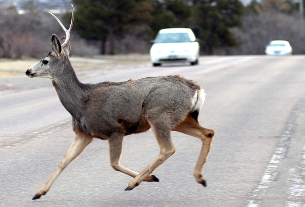 Car/Deer Crash Season Underway