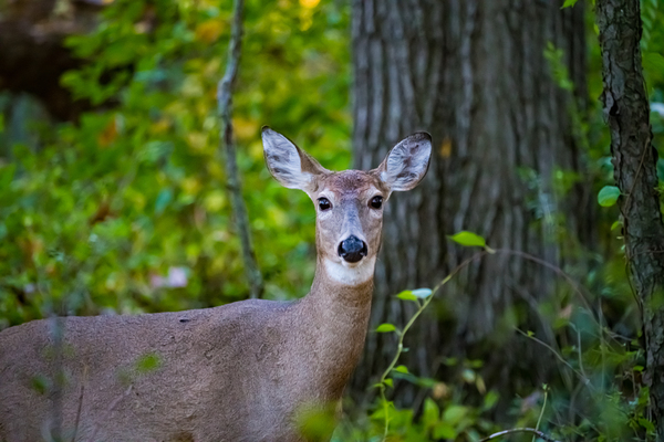 DNR: EHD-Affected Deer in Southwest Michigan