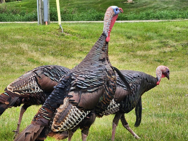 Submit Wild Turkey Brood Sightings To MDNR