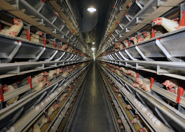 Lawmaker: Don’t Blame State's Cage-Free Law For High Egg Prices