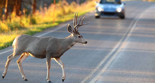 AAA Michigan: "Don't Veer For Deer"