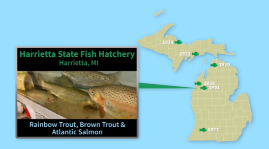 DNR Euthanizes Atlantic Salmon Infected With Bacterial Disease