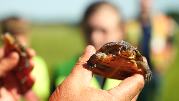 Two Dozen Young Turtles Rescued During Pipeline Project Released