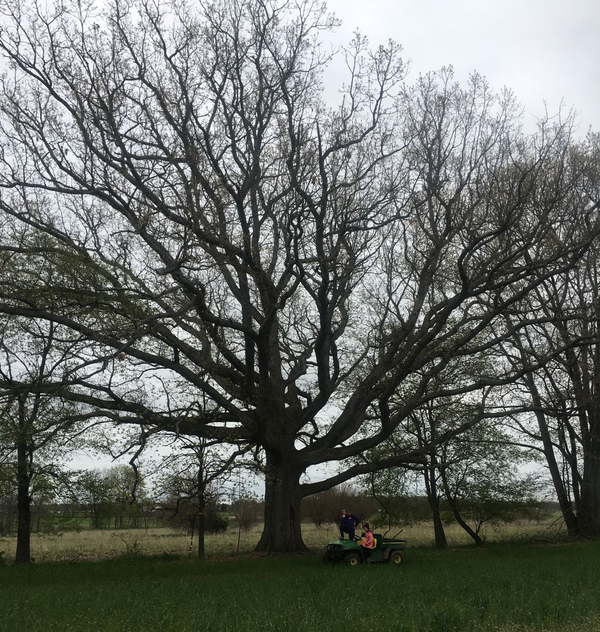 One Month Left To Find Biggest Tree In Each Michigan County