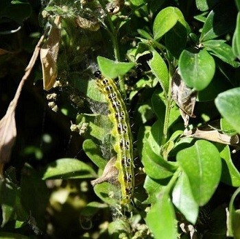 Invasive Box Tree Moth Confirmed in Lapeer County