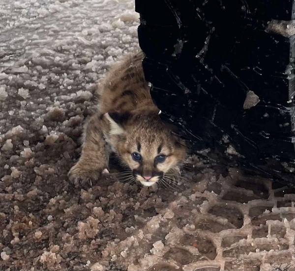 Cougar Cubs Spotted in U.P. For First Time in Over a Century