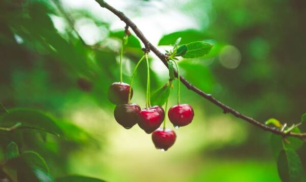 Federal Disaster Declaration Issued For Michigan Cherry Industry