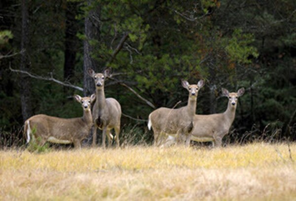 Firearm Deer Season's Five-Day Quiet Period Underway