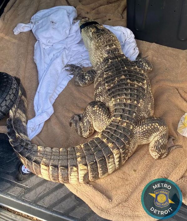 Alligator Named "Longtooth" Seized As Part Of MSP Drug Bust