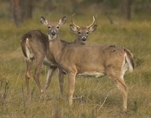 Deer In Fenton Twp. Tests Positive For EEE