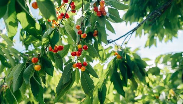 Federal Disaster Declaration Issued For Michigan Cherry Industry