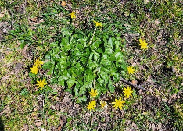 New Plant Added To Michigan's Invasive Species Watch List