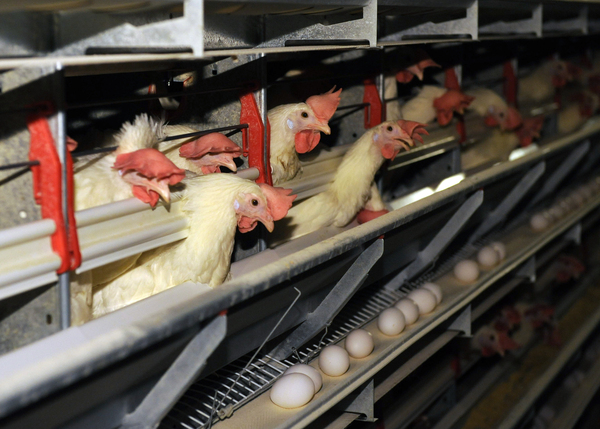 Lawmaker: Don’t Blame State's Cage-Free Law For High Egg Prices