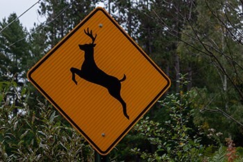 AAA Michigan: "Don't Veer For Deer"