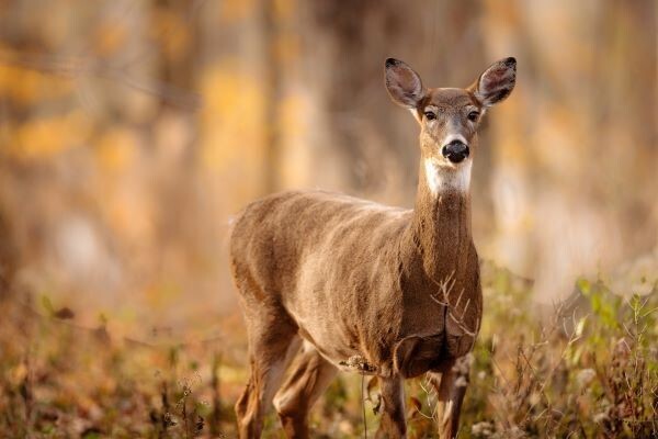 MDNR: Deer Baiting Still Prohibited In Lower Peninsula