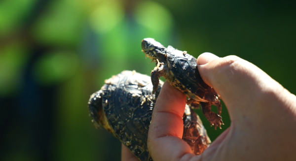 Two Dozen Young Turtles Rescued During Pipeline Project Released