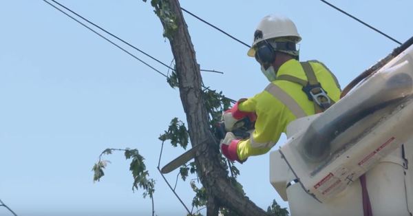 DTE To Invest $70 Million In Tree Trimming To Combat Outages